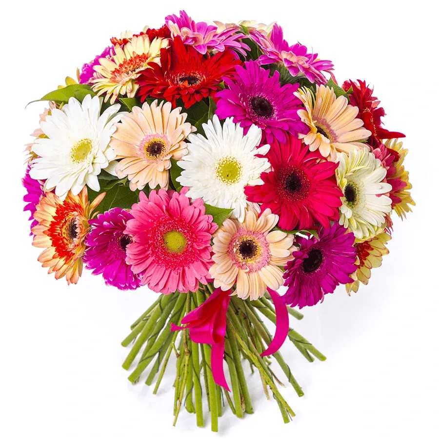 Гербера нежный микс